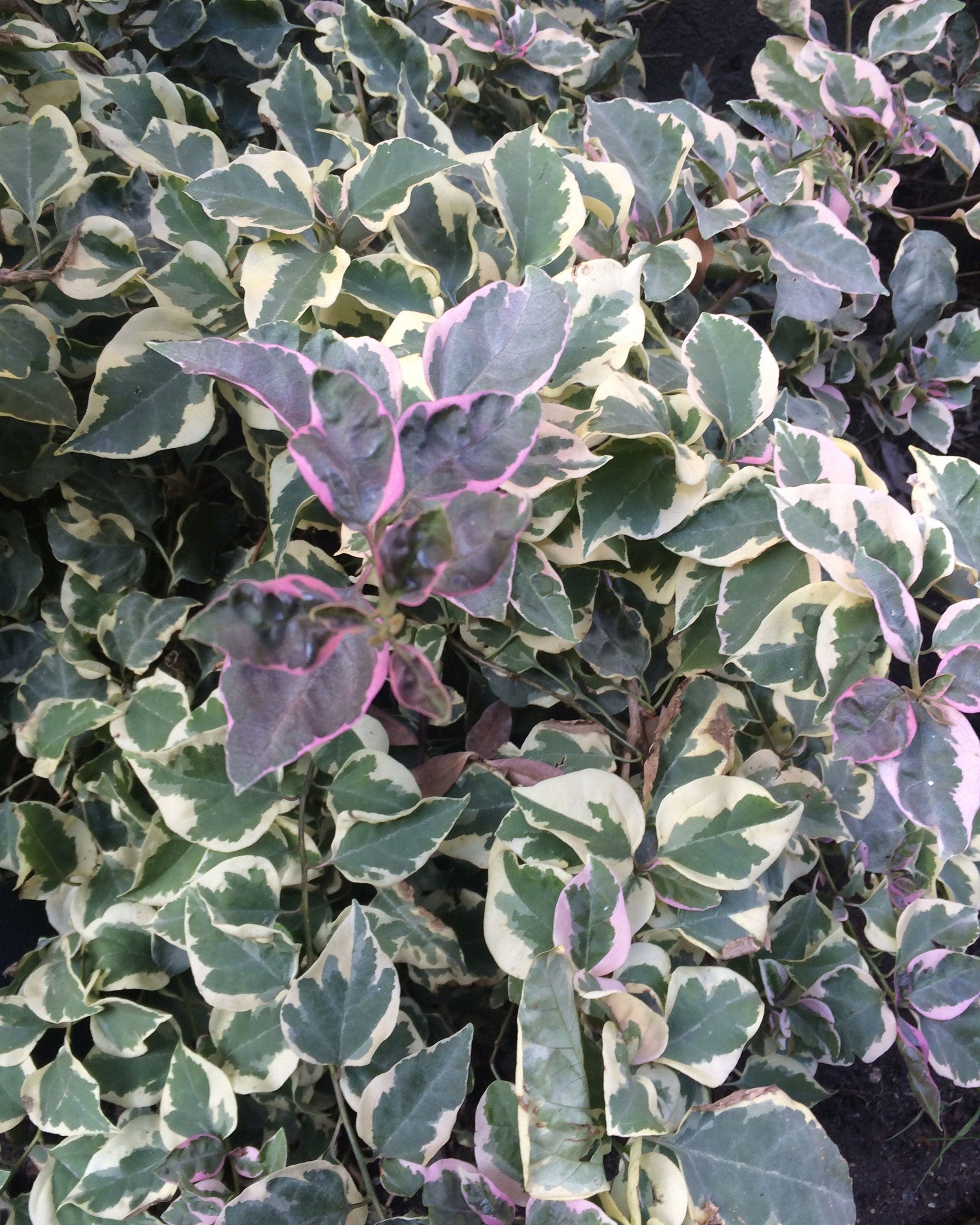 image of plant with leaves